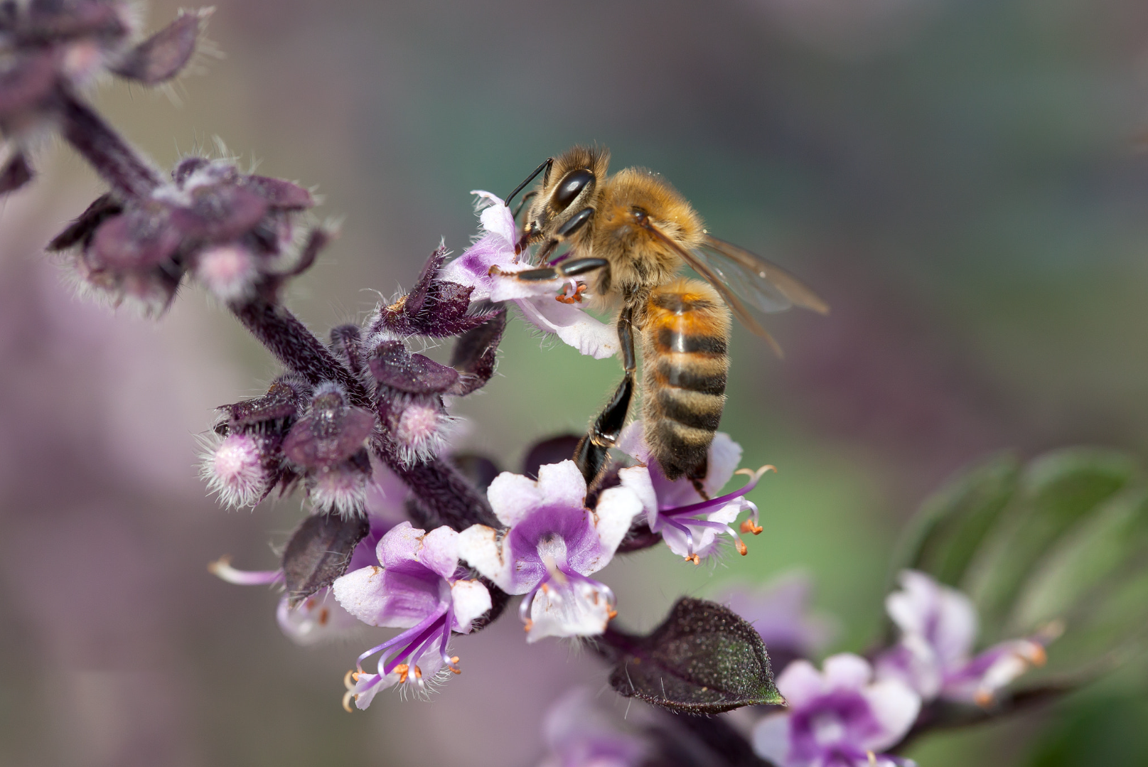 Honingbij op bloem