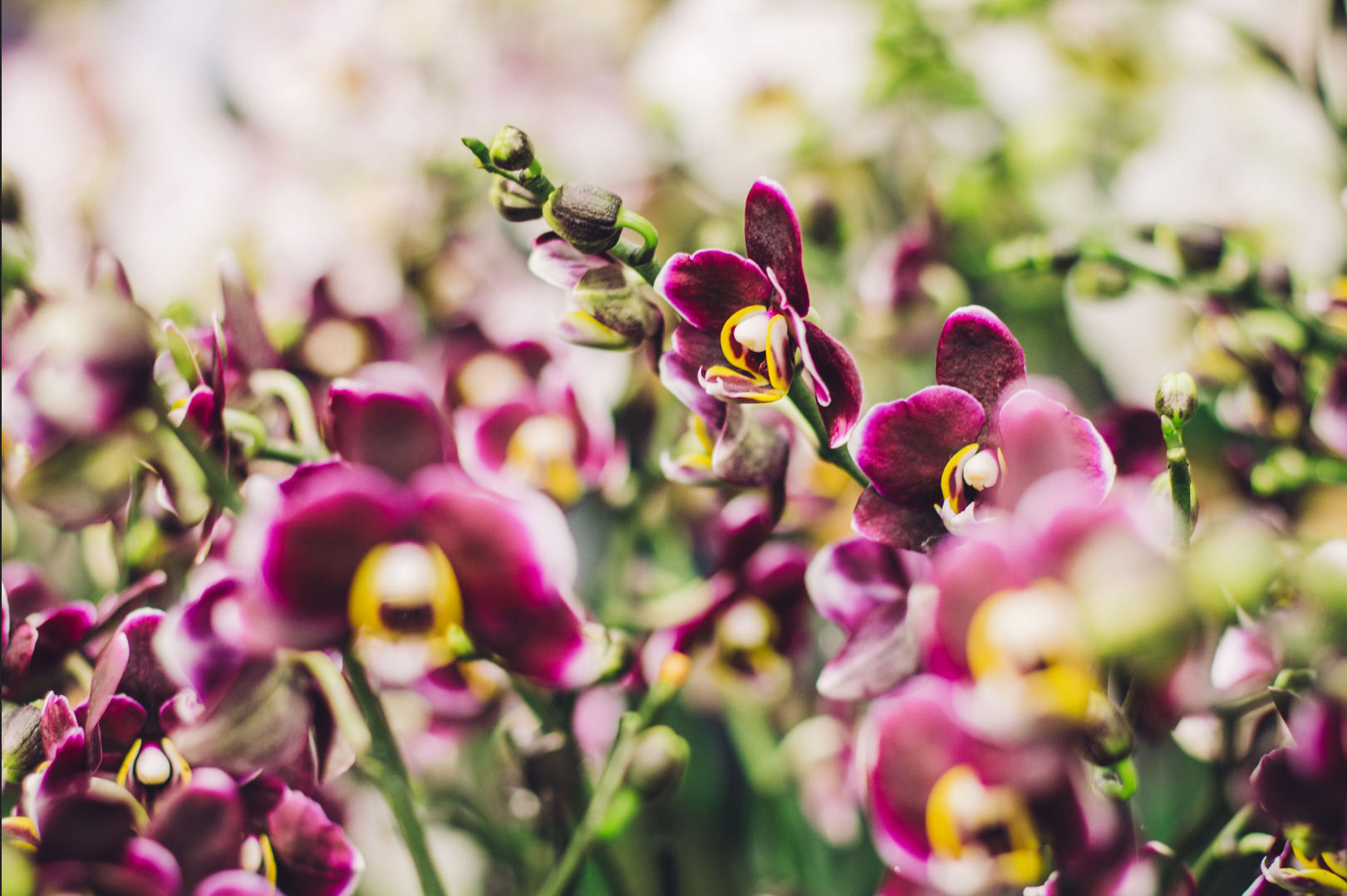 Orchideeënfamilie