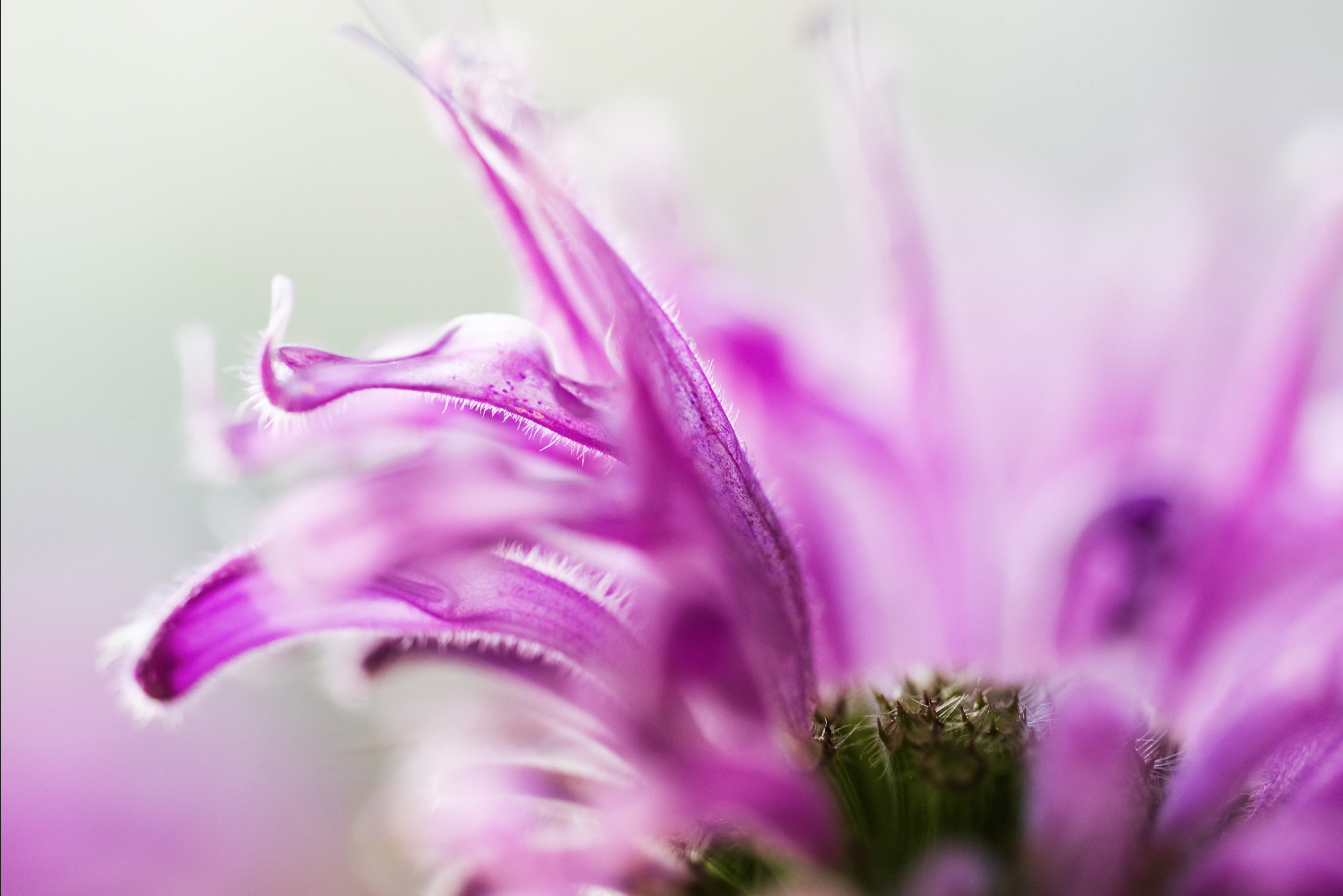 Pink!