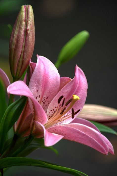 Bloemenfoto