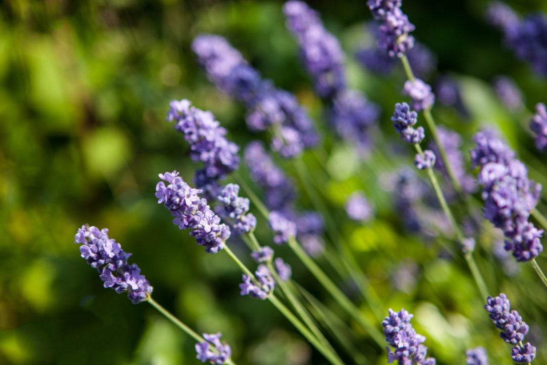 Lavendel bloemen